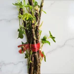 엄나무 민엄나무 음나무 엄나무묘목 엄나무포트묘 50cm 이상