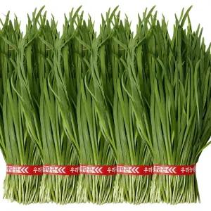 국내산 싱싱한 햇 부추 정구지 묶음 5단 3kg