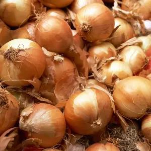 [산 지 직 송 연구소] 농가돕기 노마진 특 가 실속 대용량 양파5kg소 개당 100g이하