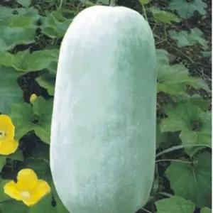 동과 ( 동아 ) 씨앗 50 립, 1개 채소씨앗 약초씨앗 야생화종자(jg)