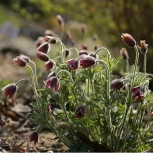 할미꽃 씨앗 꽃씨 꽃 종자 야생화 꽃씨앗 씨 50알 (KR)