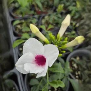 나팔남천 향기나는 꽃 거실 화분 팬도르 자스민 나팔꽃 정원식물 C01