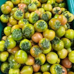 부산 대저농협인증 짭짤이 토마토 중소과 소과 2S-S 1kg 2.5kg 짭짤이토마토 대저토마토 쥬스용토마토