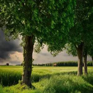 들메나무 씨앗 100립 꽃 야생화 나무종자(SM)