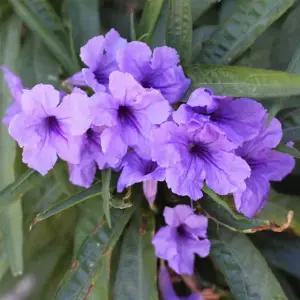 (어린모종)루엘리아-서던스타 블루 , 8cm분 3개,희귀꽃모종(HL)