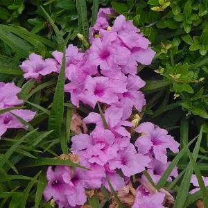 (어린모종)루엘리아-서던스타 핑크 , 8cm분 3개,희귀꽃모종(HL)