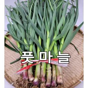풋마늘 잎마늘 1단 2kg 내외