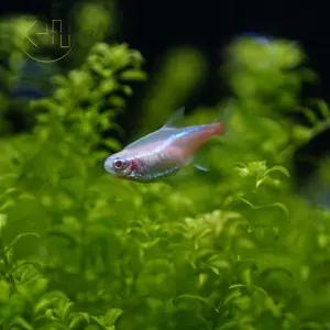 알비노 네온 테트라 (관성어, 열대어)