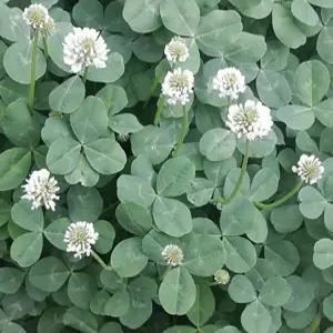 화이트 크로바 씨앗 1kg 토끼풀 씨앗 (LS)