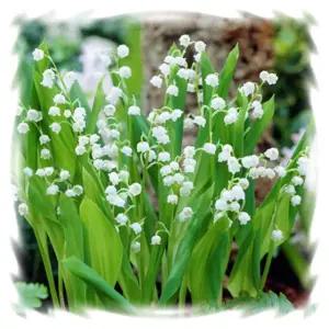 (고급꽃모종)은방울꽃 : 9cm분 3개 (HF)