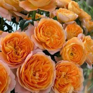 스탠다드장미 쥬시테라짜 포트묘 외목대 향기 접목 조경수 묘목