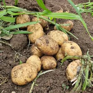 강원도 햇 수미 두백 감자 5kg 특 사이즈 외 가정용 당일수확