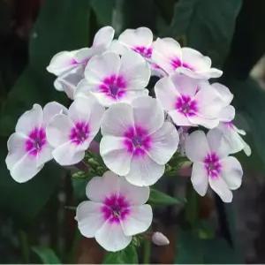 흰색 플록스 씨앗 꽃잔디 종자 꽃씨 꽃씨앗 100알 (KR)