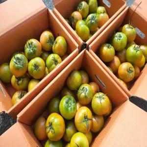 [품질보증] 달콤 새콤 짭짤 국내산 부산 대저 찰 토마토 s-m 사이즈 2.5kg