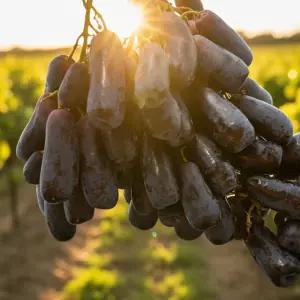 블랙사파이어 씨없는 수입포도 가지포도 아삭한 포 도 800g*1팩 / 산지직 송연구소