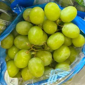 오톰크리스피 애플청포도 수입과일 제철 포도 800g*1팩 / 산지직 송연구소