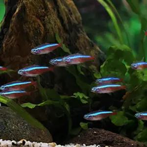 열대어 카디날 테트라 50마리