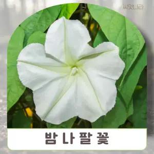 (씨앗나라) 밤나팔꽃 (문플라워) 씨앗 3립