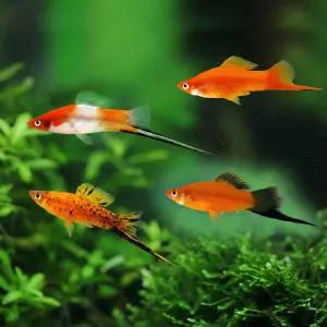 열대어 소드테일 10마리 세트 랜덤