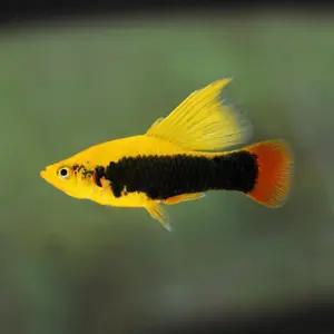 열대어 하이핀 플래티 썬셋 하와이 1마리