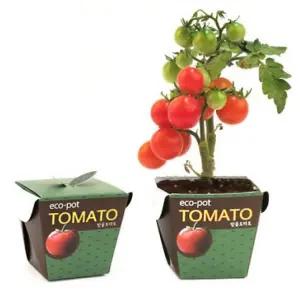 꿈쟁이 에코팟-방울토마토 화분 미니식물 씨앗