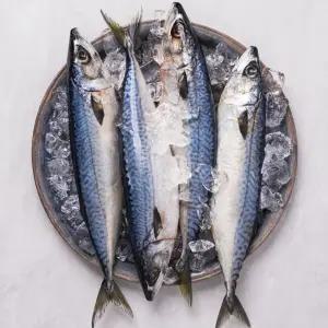 부산 자반고등어 참고등어 국산 왕특대 특대 중대 10미 보투아몽드