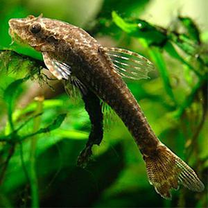 [파란수족관]열대어, 리오네그로 오토씽 [1마리]