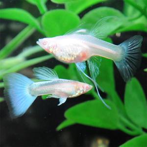 [파란수족관], 알비노 블루 토파즈 리본[ 한쌍 ] 구피