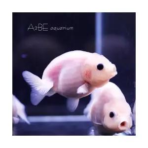 [에이투비]먹눈밀크난주 / 4-5cm 전후 / 1마리 / 랜덤발송