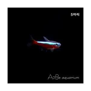 [에이투비]카디날 테트라 / 1cm전후 / 5마리
