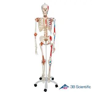 [종로의료기]3B Scientific 인체모형 인대부착 근육체색 전신골격모형 A13 골반스탠드