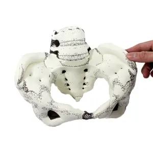 여성골반모형(천재질) 인형 학교 보건 성교육 SY 79808