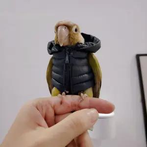 앵무새다운 재킷 패딩 옷 겨울 앵무새용품 조끼 반려동물용품