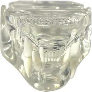 DEBKSGEOTI 고양이 턱 치과 구강 투명 타이포돈 치아 모델 수의사 사무실 교육 장식용 해부학적 시연