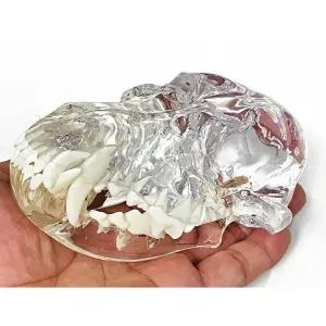 투명 개 고양이 토끼 이빨 두개골 해부학적 모델 치과 동물 구강 치아 장식을 위한 실험실 시연 (개