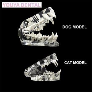1pc 투명 동물 해부 수 고양이 구강 개 교육 턱 해부학 사무실 송곳니 모델