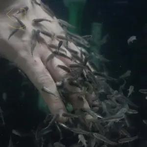 가라루파 10수 (닥터피쉬, 열대어, 관상어)