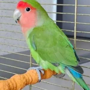 앵무새 횟대 발톱 부리갈이 앵무새용품 랜 대