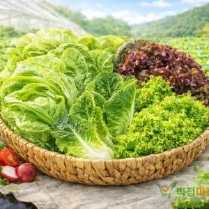 백점마켓 엄선 국내산 유러피안 샐러드 채소 모듬 프리미엄 샐러드용 채소_800g,1kg_랜덤상품