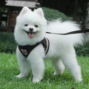 세이프 빛반사 강아지 하네스+리드줄(M) 강아지가슴줄