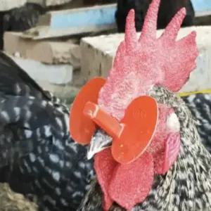 눈보호 대사이즈50개+플라이어세트 농장용품 꿩안경