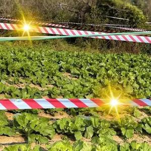 새쫓는필름 방법 새퇴치 50m 새쫓기 테이프 조류