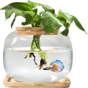 대나무 스탠드가 있는 어항 유리 작은 베타 뚜껑이 식물 번식 스테이션 수경 테라리움 수족관 0.6갤런