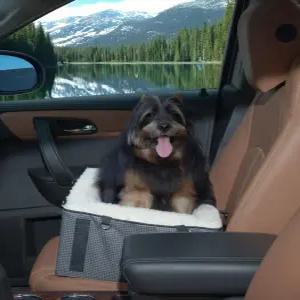 펫 기어 룩아웃 부스터 카시트 탈착식 컴포트 베개 안전 테더 포함 몇 초 만에 설치 도구 필요 없음 회색