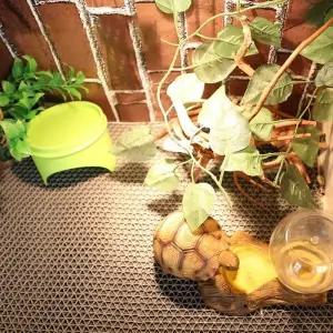 파충류 매트 3in1 보습 방수 패드 바닥재 40 x 40cm 사육장매트