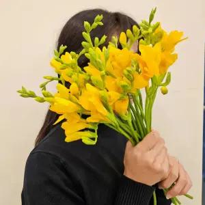 [꽃같은하루] 프리지아 꽃 20줄기 후리지아 생화 택배 향기좋은꽃 한다발 꽃다발