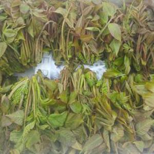 옻향기 참옻나무 옻순 1kg (사전예약중)