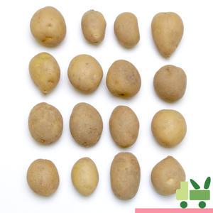 감자 10Kg (조림)