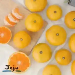 (쥬스용)한라봉.천혜항.진지향.혼합과 10kg(포장재무게포함).반품불가