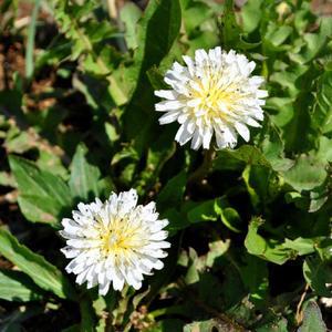 흰민들레씨앗 100립 백화민들레씨앗